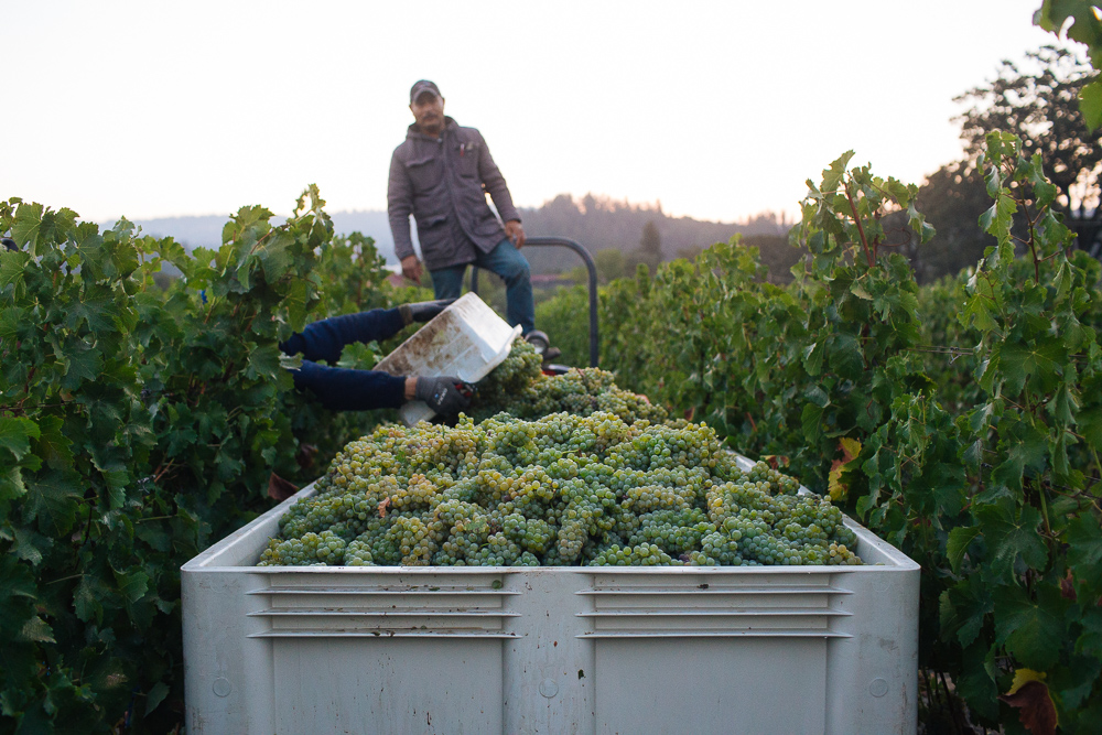 wine-harvest-photographer-in-napa-valley_0175