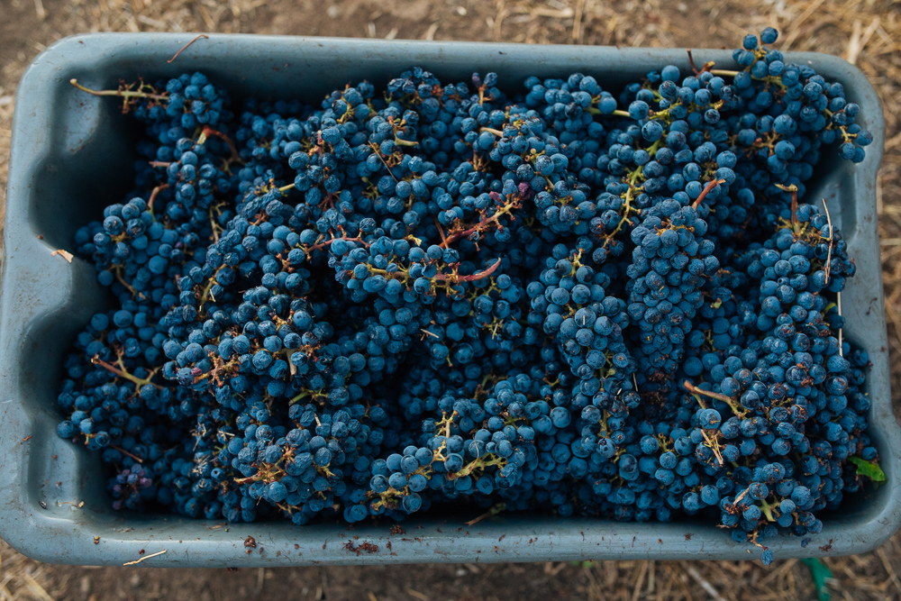 napa-harvest-vineyard-and-wine-photographer0005