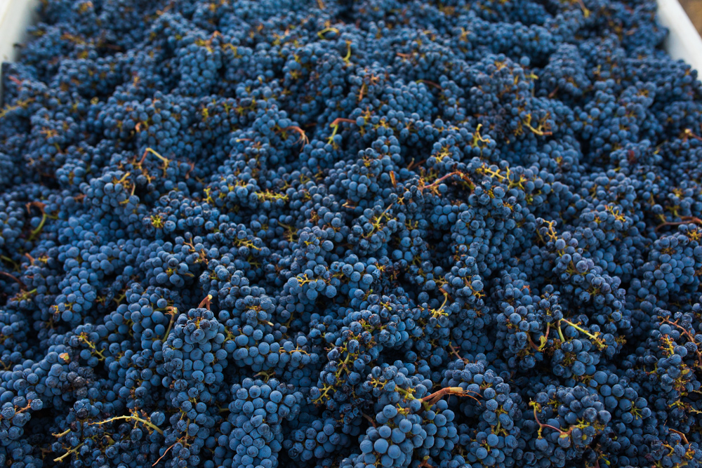 napa-harvest-vineyard-and-wine-photographer0011